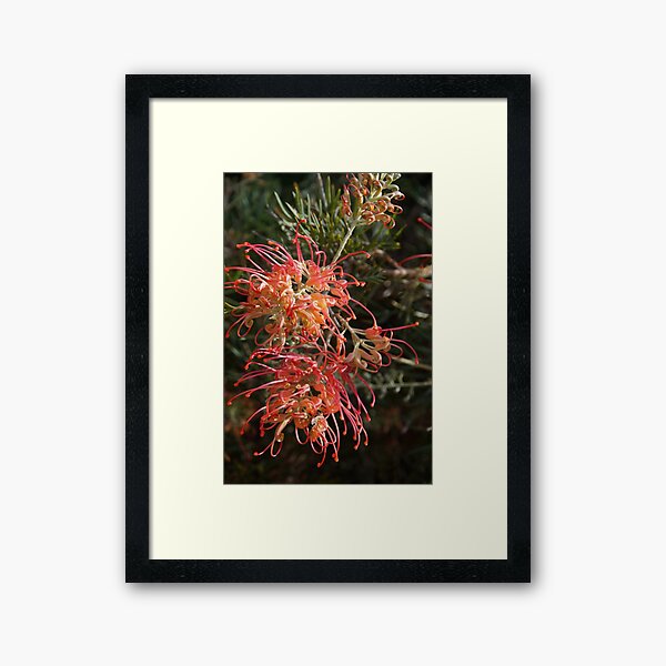 Grevillea by Adelaide Artist Avril Thomas at Magpie Springs Framed Art Print