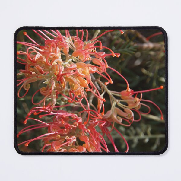 Item preview, Grevillea by Adelaide Artist Avril Thomas at Magpie Springs designed and sold by MagpieSprings.