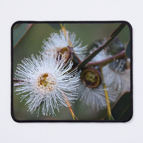 Item preview, Gum Tree Flower by South Australian artist Avril Thomas designed and sold by MagpieSprings.