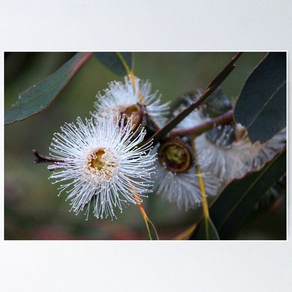 Gum Tree Flower by South Australian artist Avril Thomas Poster