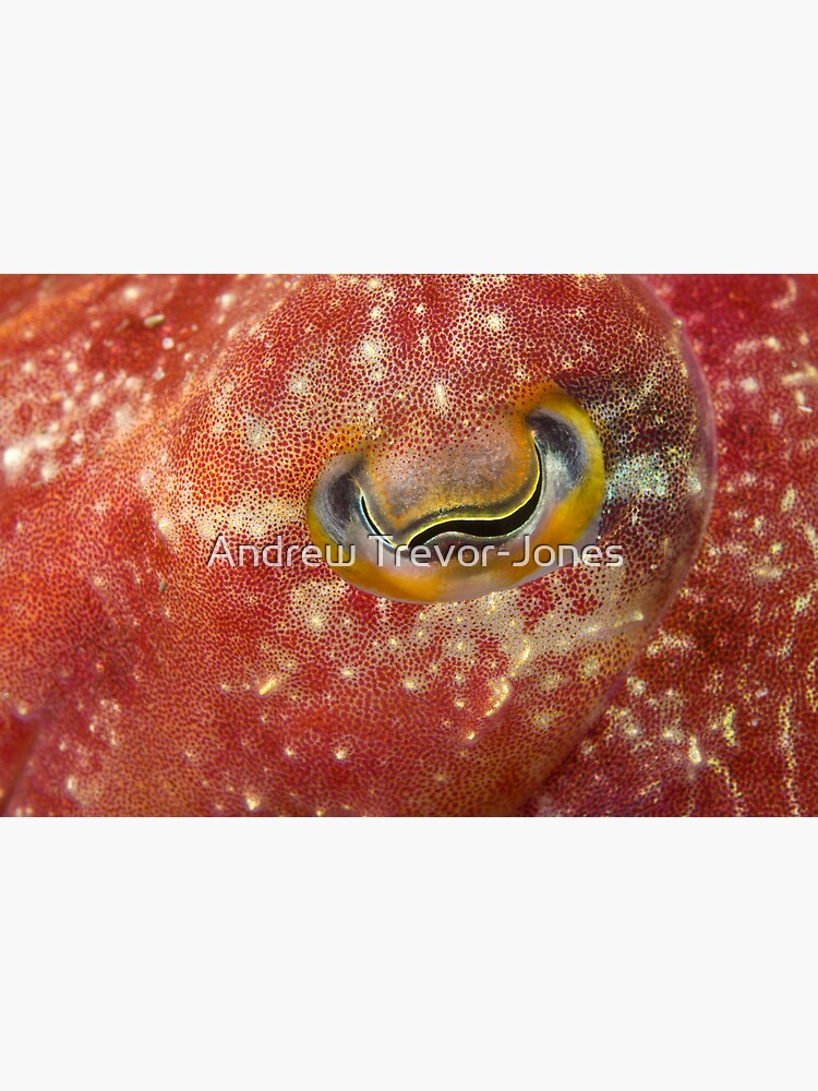 Reaper Cuttlefish Eye by andrewtj