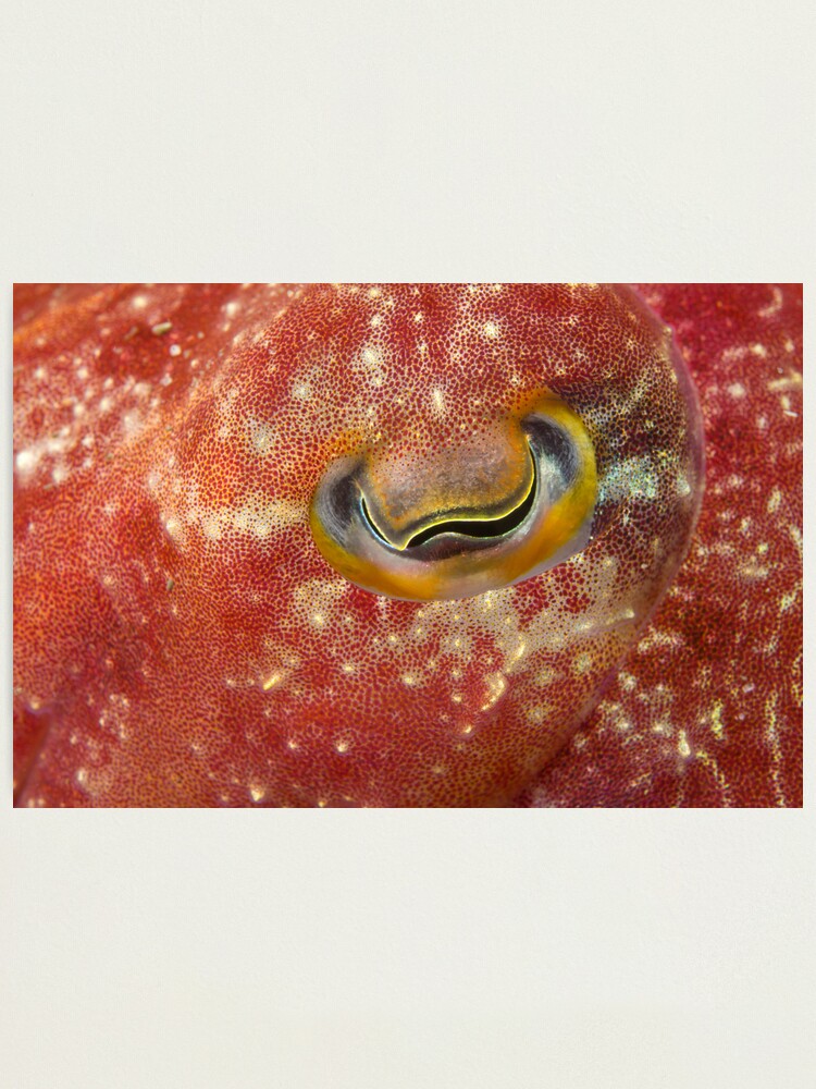 Alternate view of Reaper Cuttlefish Eye Photographic Print