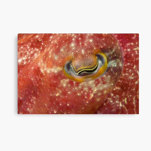 Reaper Cuttlefish Eye Canvas Print