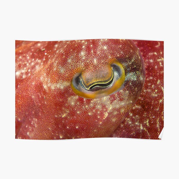 Reaper Cuttlefish Eye Poster