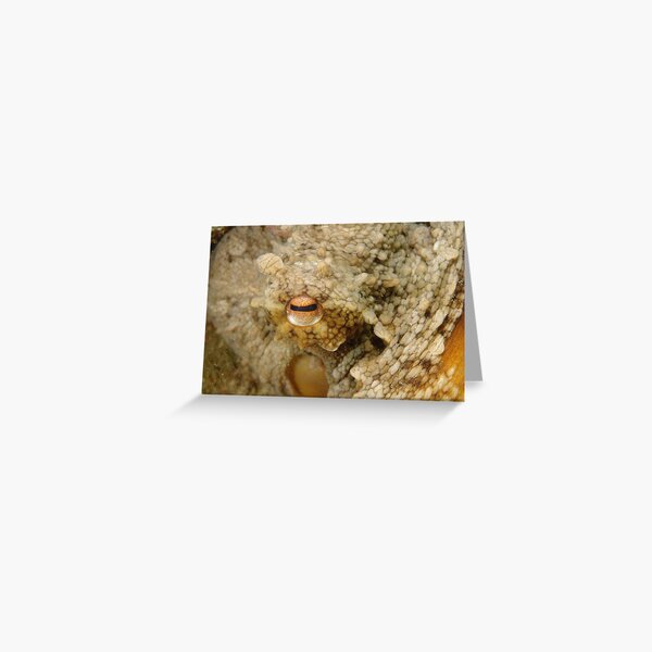 Common Sydney Octopus Eye Greeting Card