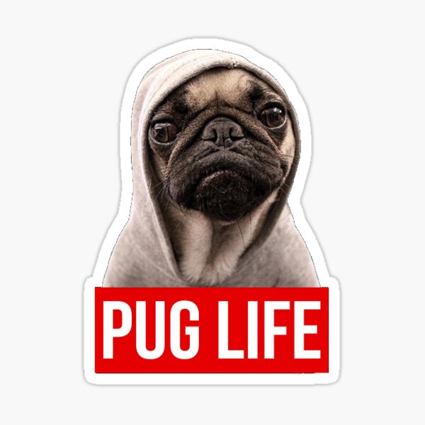 Pug items for sale hotsell