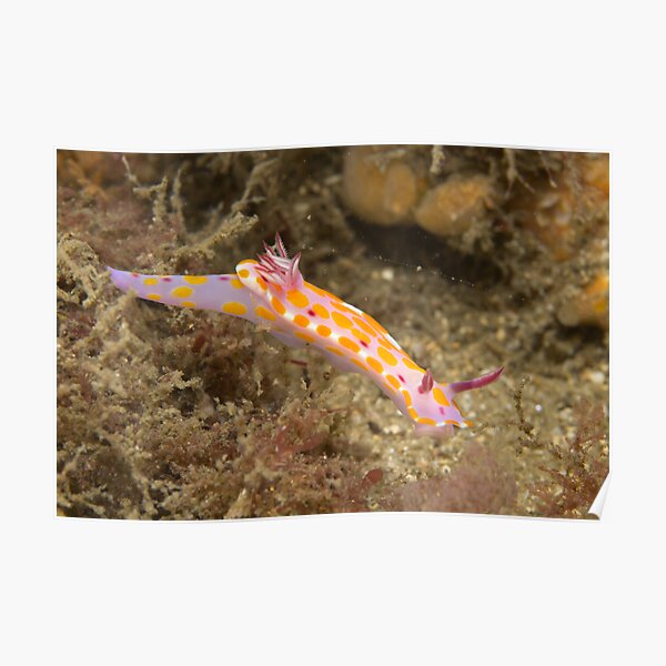 Nudibranch - Ceratosoma amoena Poster
