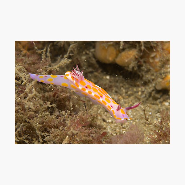 Nudibranch - Ceratosoma amoena Photographic Print