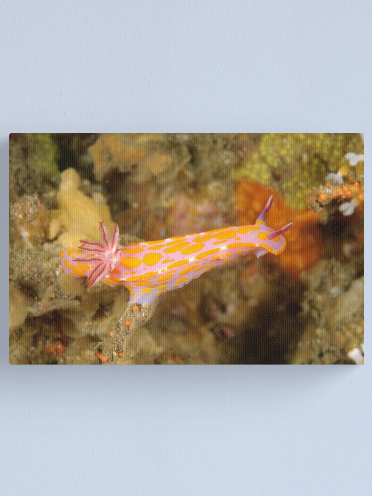 Alternate view of Nudibranch - Ceratosoma amoena Canvas Print
