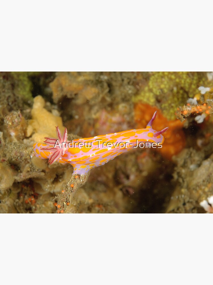 Nudibranch - Ceratosoma amoena by andrewtj