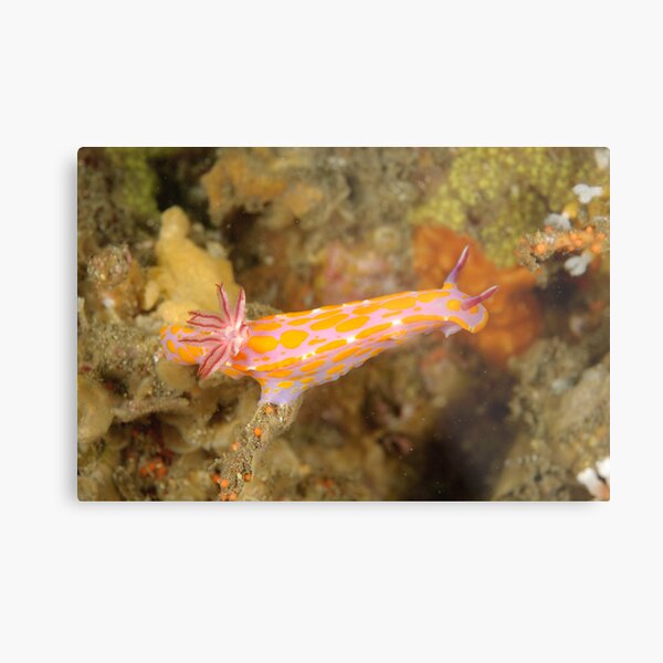 Nudibranch - Ceratosoma amoena Metal Print