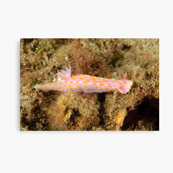 Nudibranch - Ceratosoma amoena Canvas Print