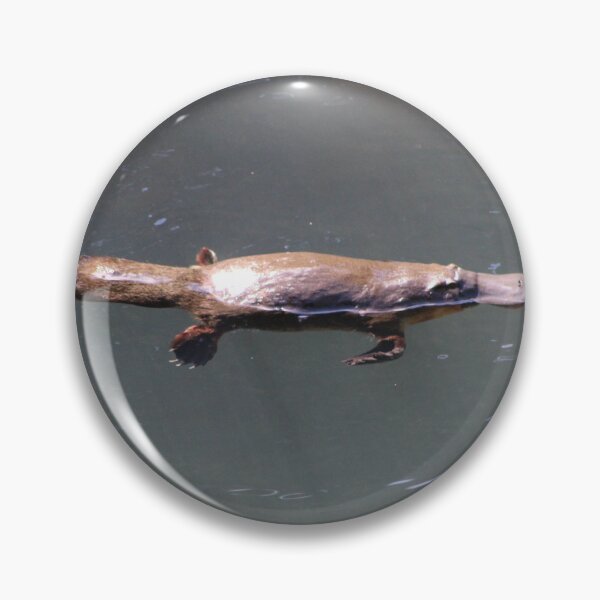 Item preview, A wild platypus swimming in a creek designed and sold by Hawaii Wildlife & Landscape Prints.