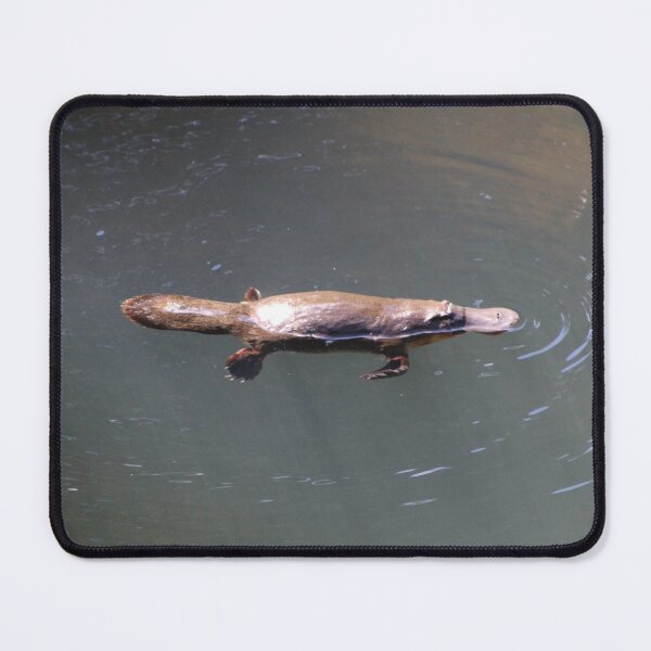 Item preview, A wild platypus swimming in a creek designed and sold by Hawaii Wildlife & Landscape Prints.