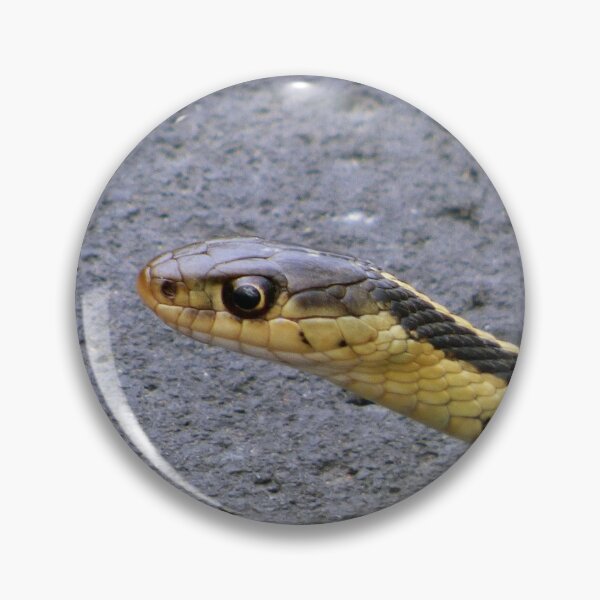 Item preview, Gardener Snake Close Up By Brandon Cable designed and sold by BrandonArtWorld.