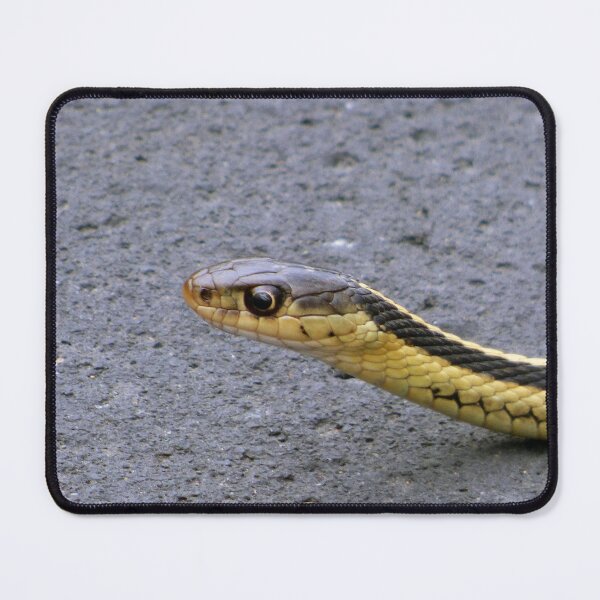 Item preview, Gardener Snake Close Up By Brandon Cable designed and sold by BrandonArtWorld.
