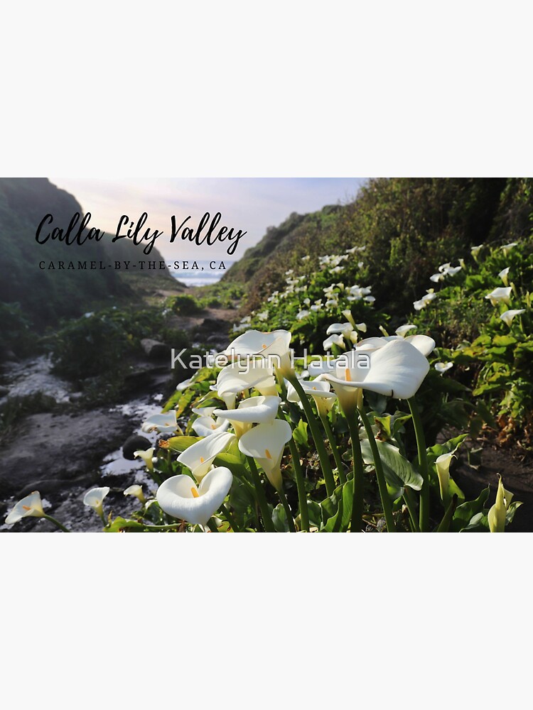 "Calla Lily Valley 2 (postcard version)" Sticker for Sale by katelynnrh