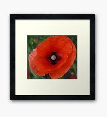 Rememberance Poppy Framed Print
