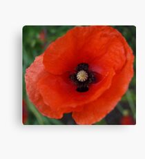 Rememberance Poppy Canvas Print