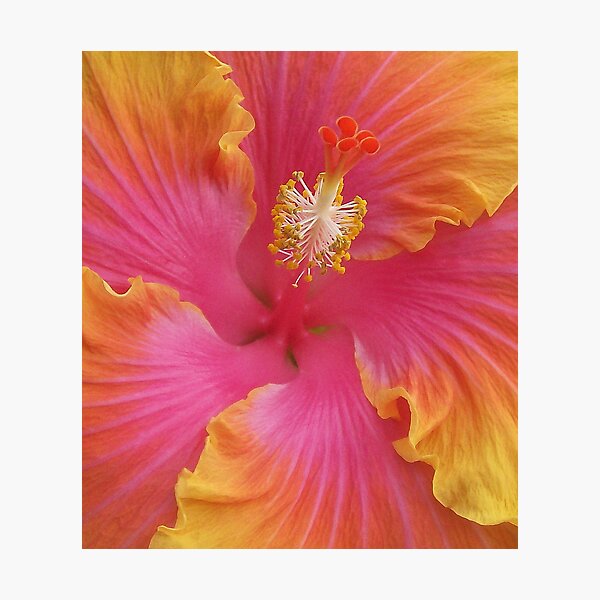 Item preview, Sweet Hibiscus designed and sold by tigerwings.