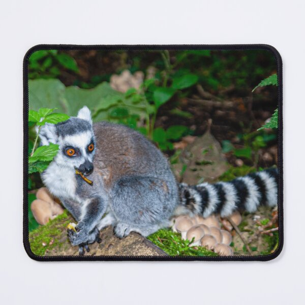 Item preview, Young Ring-tailed Lemur in woodland designed and sold by Dalyndigital Photography.