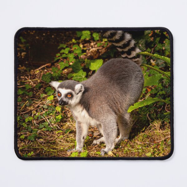 Item preview, The Lemur Walk designed and sold by Dalyndigital Photography.