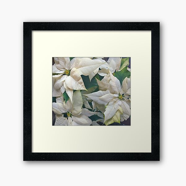 Creamy White Poinsettias Framed Art Print