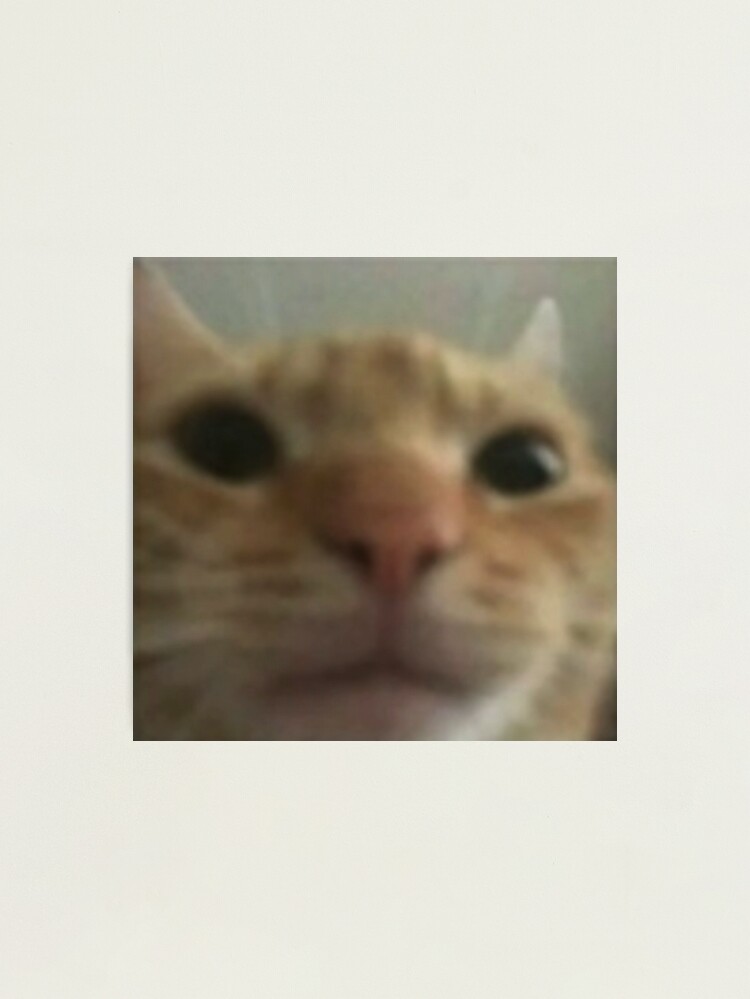 Ugley Cat Too Close To Camera Shitpost Photographic Print