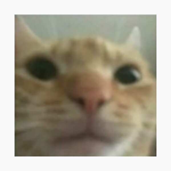 quot Ugley Cat Too Close To Camera Shitpost quot Photographic Print by sp00kem