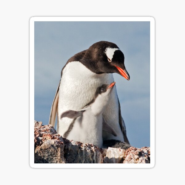 Item preview, Flying Gentoo Chick iPad Case designed and sold by Krys Bailey.