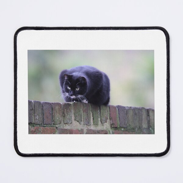 Item preview, cat sat on wall looking down at something moving below designed and sold by andy colegate.
