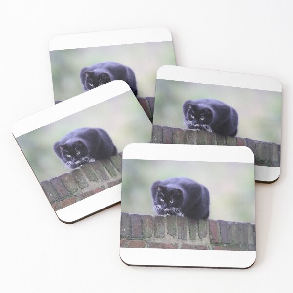 Item preview, cat sat on wall looking down at something moving below designed and sold by andy colegate.
