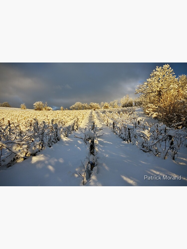 Snow and sun on the french vineyard by patmo