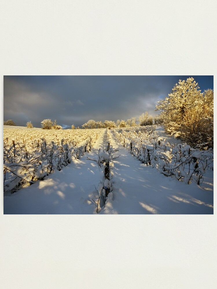 Alternate view of Snow and sun on the french vineyard Photographic Print
