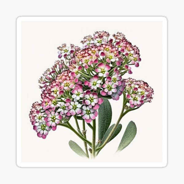 Sweet Alyssum