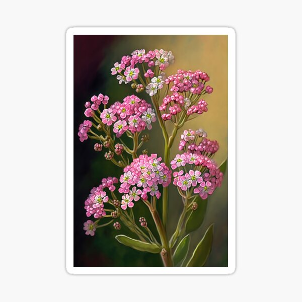 Violeta Alyssum Flowers In A Flowerbed Against Other Flowers Stock Photo   Download Image Now  iStock