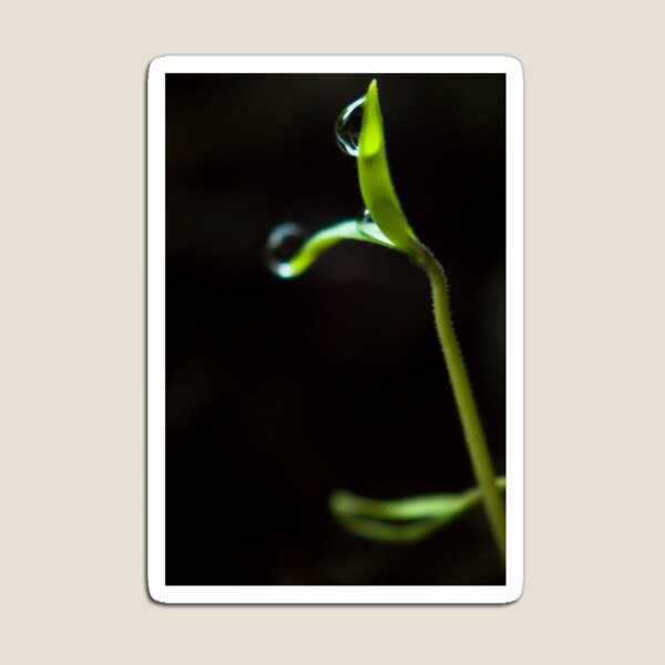 Dew Drops on Sprout Magnet