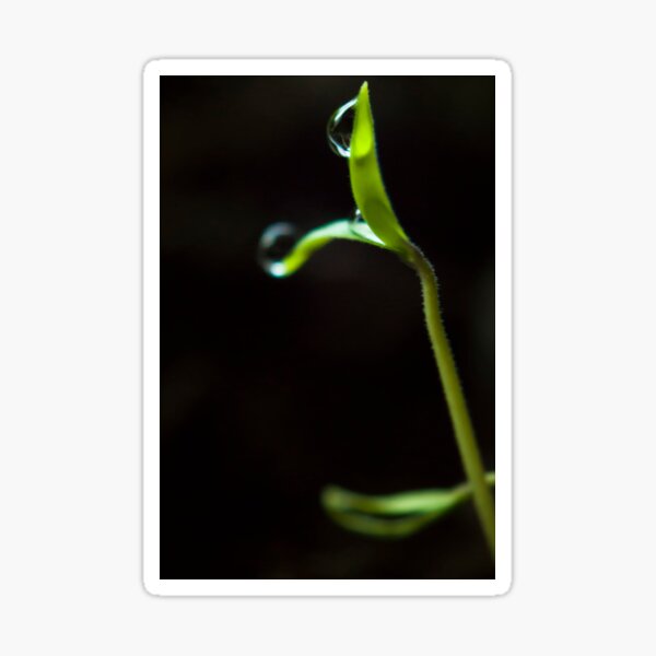 Dew Drops on Sprout Sticker