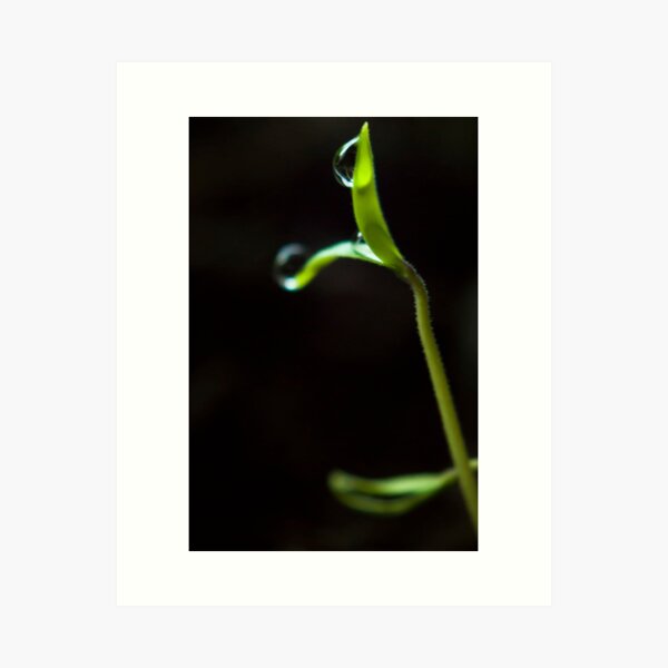 Dew Drops on Sprout Art Print