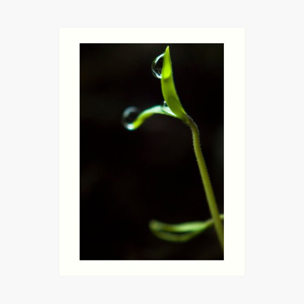 Dew Drops on Sprout Art Print