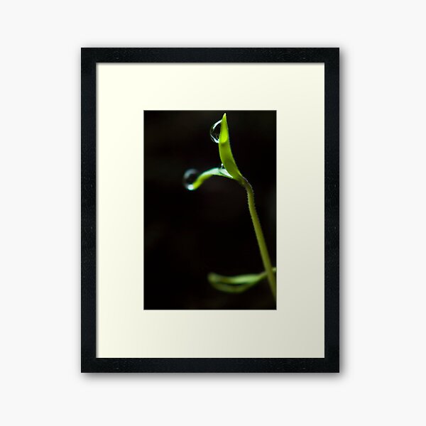 Dew Drops on Sprout Framed Art Print