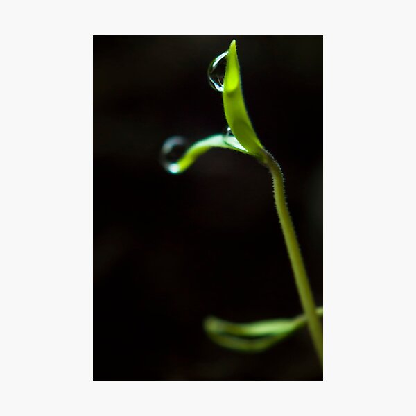 Dew Drops on Sprout Photographic Print
