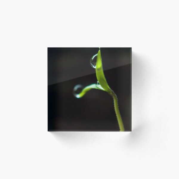 Dew Drops on Sprout Acrylic Block