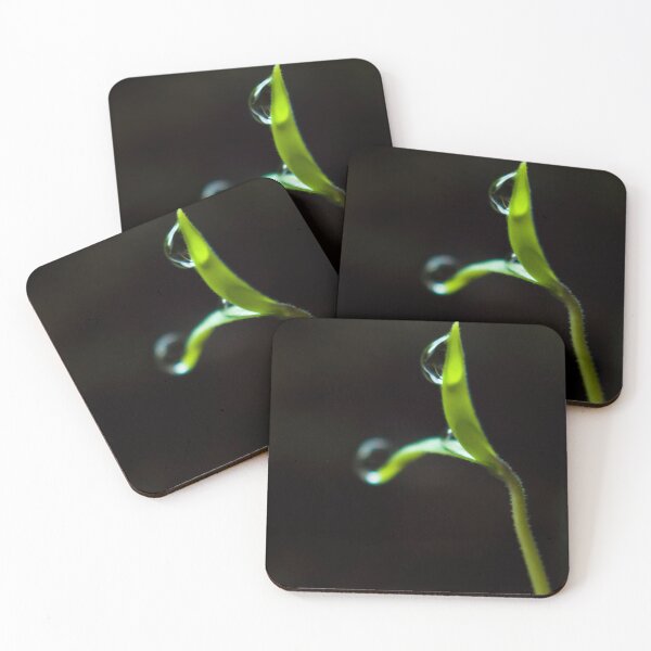 Dew Drops on Sprout Coasters (Set of 4)