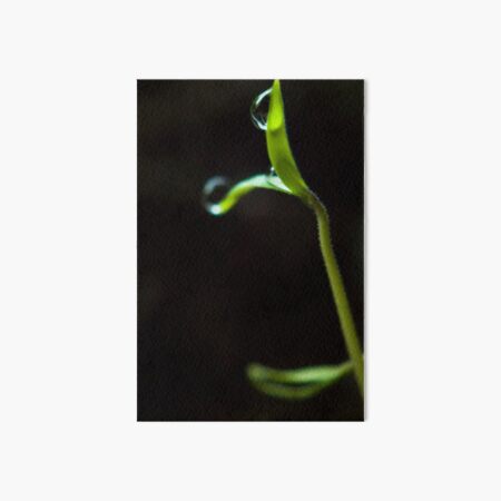 Dew Drops on Sprout Art Board Print