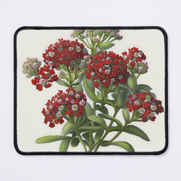 Item preview, Alyssum Flowers designed and sold by Vanover Designs.
