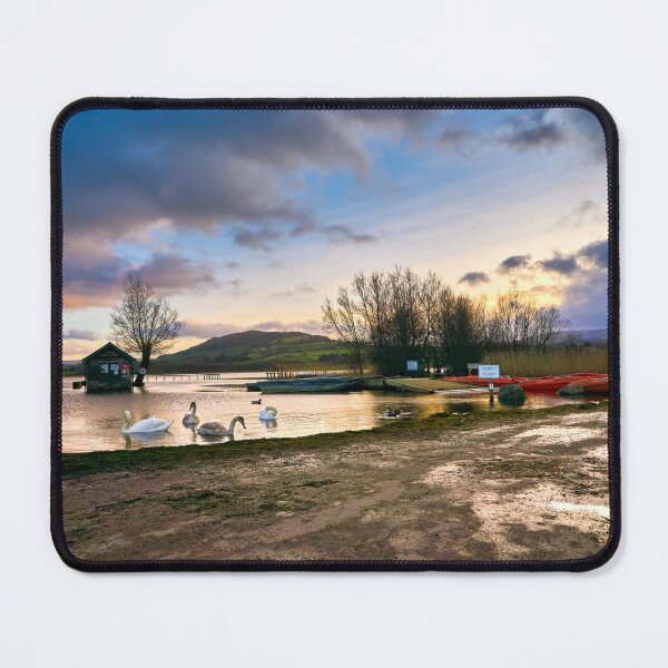 Item preview, Swans on Llangorse Lake South Wales at sunset designed and sold by VnGphoto.