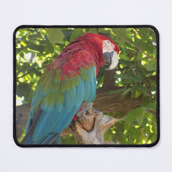 Item preview, Green/red macaw designed and sold by Evelynsphoto.