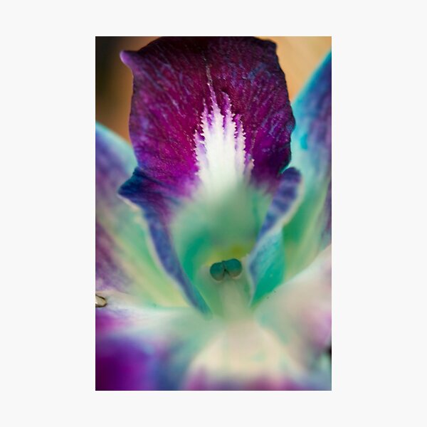 Bright Orchid Photographic Print
