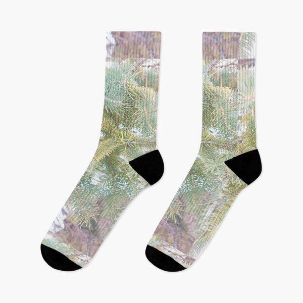 Item preview, Pruce Tree in Ottawa Winter 2023. Buy Now designed and sold by Health And Fitness Posts e-Store.